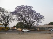 Jakaranda tree in bloom