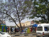 market under a Jakaranda tree